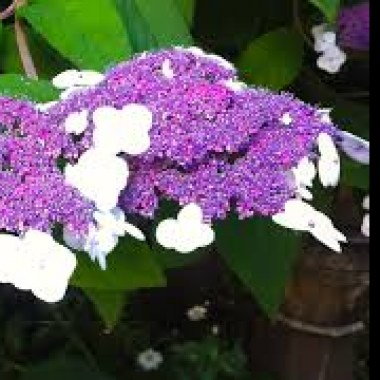 images (1)5